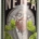 VOLFAS ENGELMAN BIRRA NEIPA LATTINA 500ML