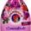 CHANTECLAIR AMMORBIDENTE CONCENTRATO ORCHIDEA E FICO 1L