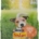FRISKIES MINI MENU' POLLO E TACCHINO KG.1,5